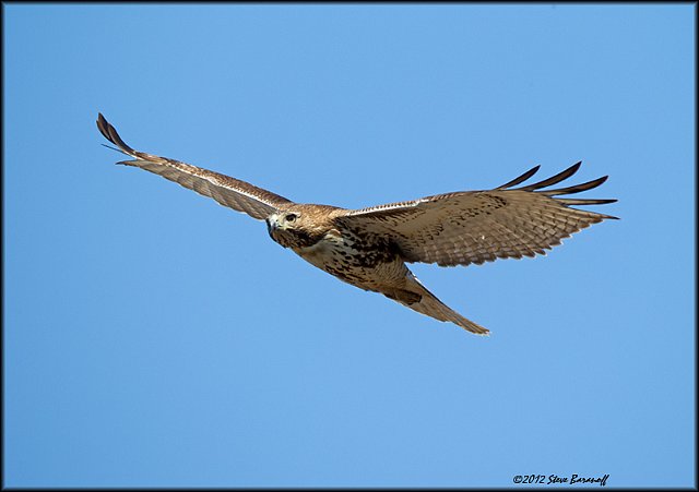 _2SB2825 red-tailed hawk.jpg